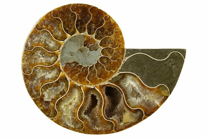 Cut & Polished Ammonite Fossil (Half) - Madagascar #310679